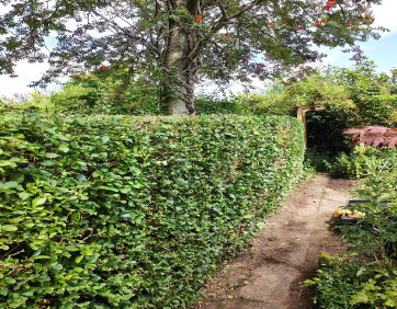 Hedge and conifer pruning services for kidderminster, wyre forest and worcestershire by Heritage Garden Maintenance Services