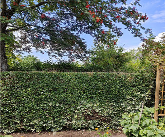 Hedge and conifer trimming services for kidderminster, wyre forest and worcestershire by Heritage Garden Maintenance Services