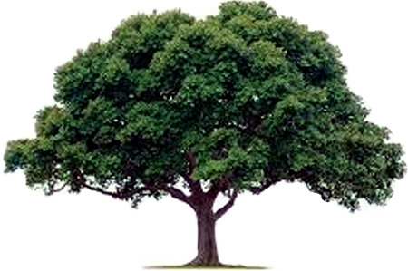 Tree arborists services provided by - Heritage Garden Maintenance Services  Email enquiries@gardenmaintenanceservices.uk
