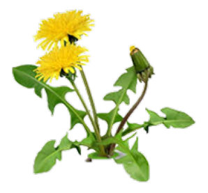 Herbicide Weed Specialist - Heritage Maintenance Services  Email enquiries@gardenmaintenanceservices.uk